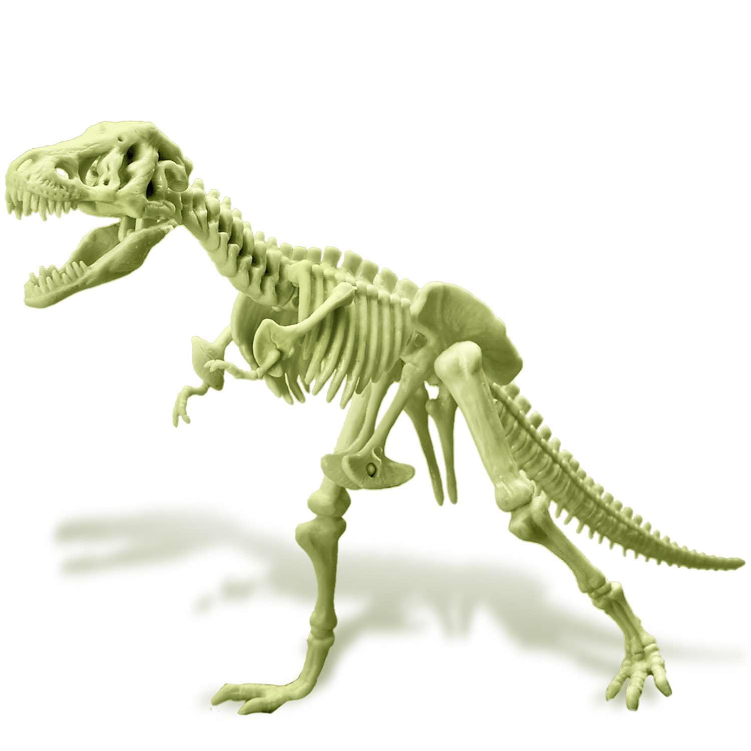 4M KidzLabs Glowing T‑Rex Skeleton (1 Pc.) - Glow‑in‑The‑Dark Dinosaur Fossil - Perfect STEM Activity for Kids Ages 5+ - Image 3